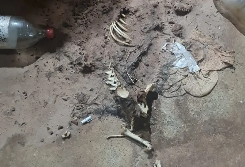 Menina de 3 anos é resgatada de condições subumanas e sujeira em Assis