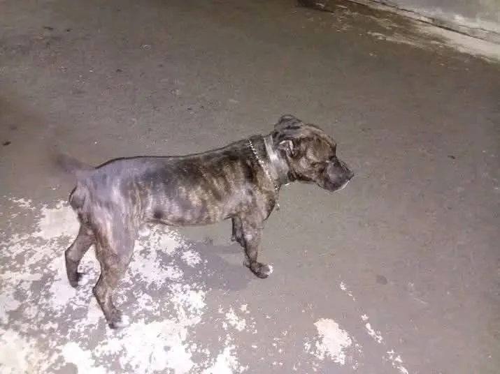 Ataque de cão em Assis acende alerta sobre fiscalização, responsabilidades e dever do Poder Público
