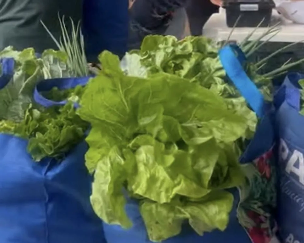  🥬 PAA Municipal: Expansão e impacto na produção local