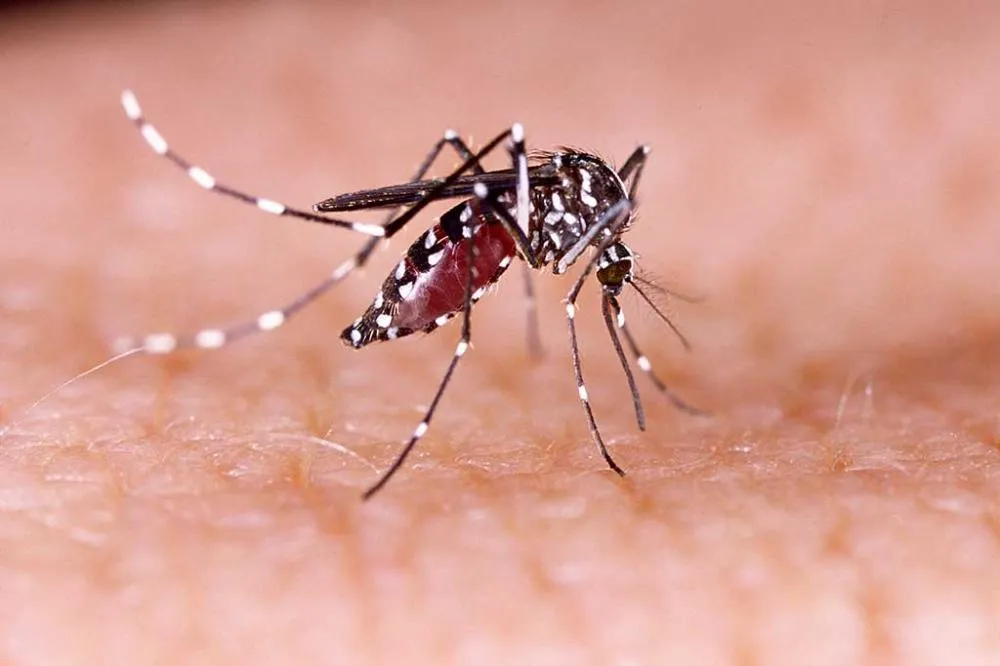 DENGUE: 80% dos focos do mosquito estão dentro das nossas casas